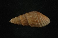 藏品(瘤蜷)的圖片